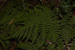 Parapolystichum microsorum