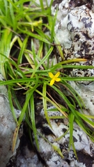 Hypoxis angustifolia