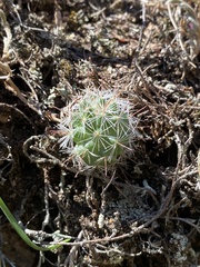 Mammillaria barbata