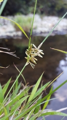 Cyperus flavidus
