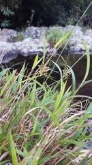 Cyperus flavidus