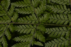 Parapolystichum microsorum