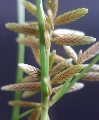 Cyperus flavidus