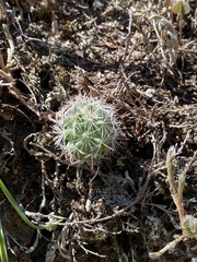 Mammillaria barbata
