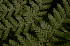 Parapolystichum microsorum