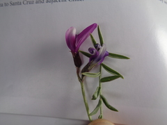 Astragalus neoburkartianus