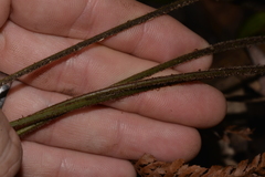 Parapolystichum microsorum