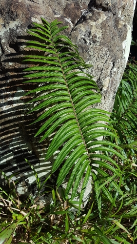 Strophocaulon unitum image