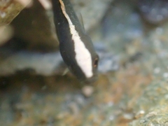 Acanthoclinus fuscus
