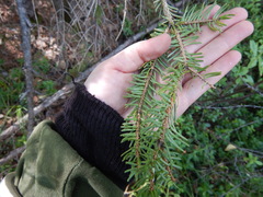 Picea jezoensis jezoensis