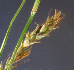 Carex brunnea