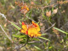 Pultenaea paleacea