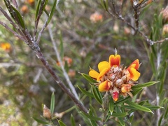 Pultenaea paleacea