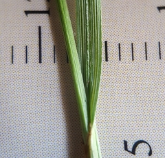 Carex brunnea