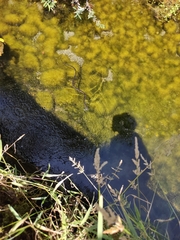 Natrix helvetica sicula