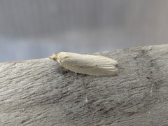 Clepsis leucaniana