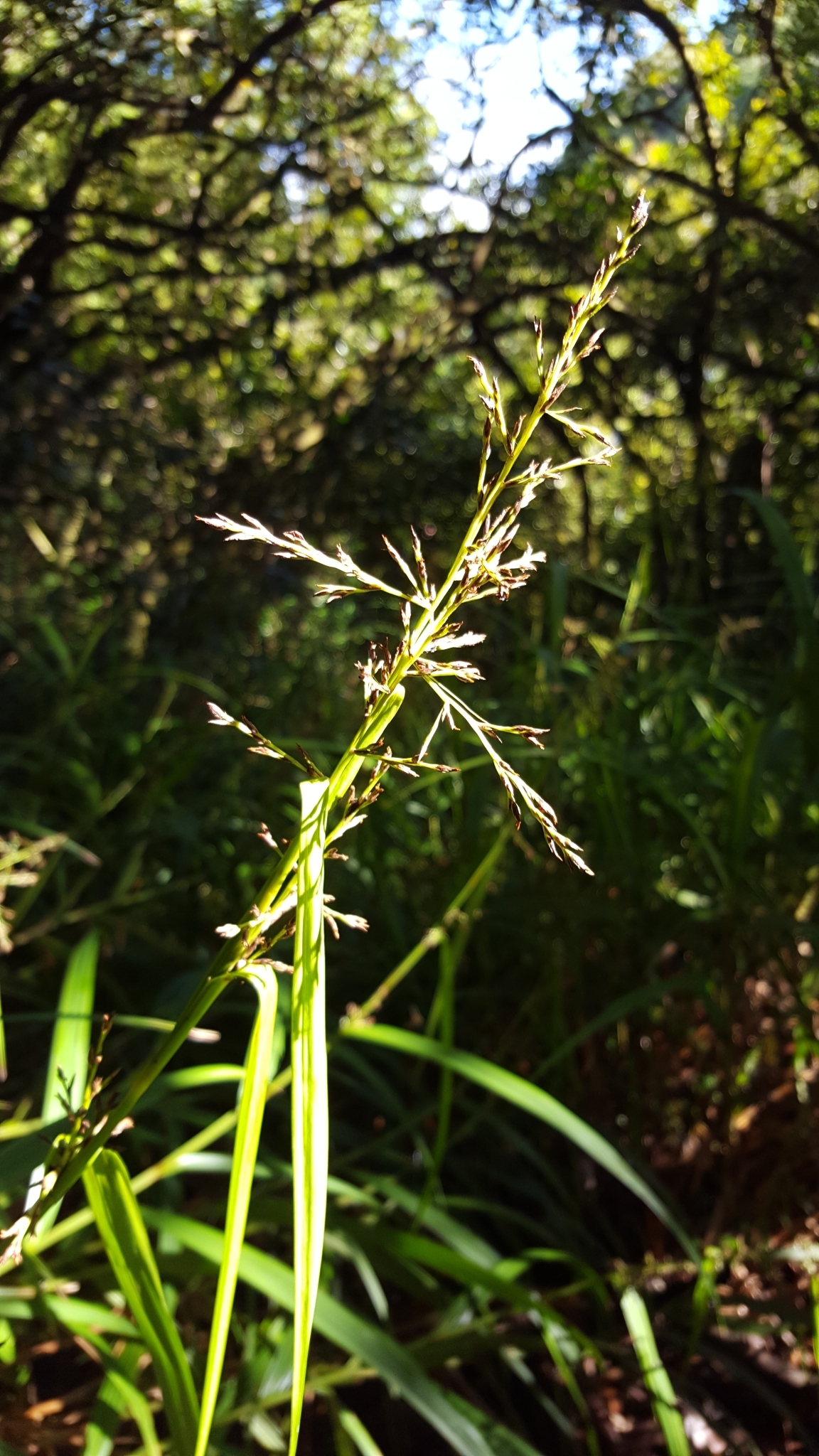(c) François Rousseu, certains droits réservés (CC BY-NC) https://www.inaturalist.org/observations/86533342