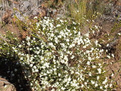 Lachnaea burchellii