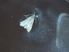 Pyralidae
