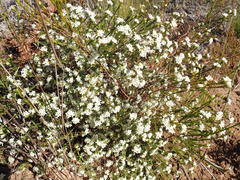 Lachnaea burchellii