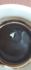 Pyralidae