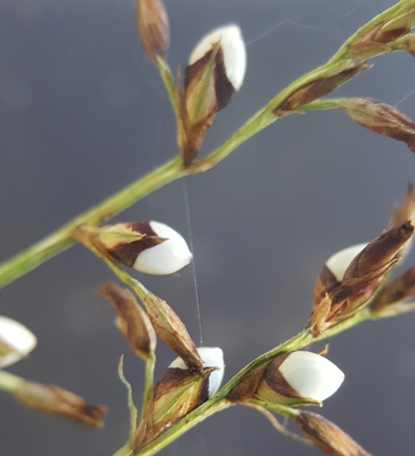 Scleria gaertneri