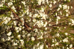 Lachnaea burchellii