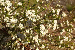Lachnaea burchellii