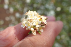 Lachnaea burchellii