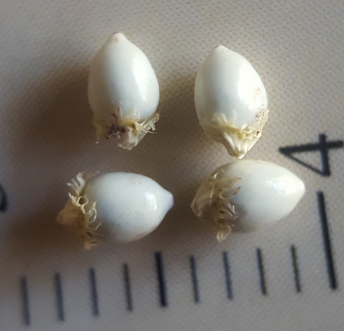 Scleria gaertneri