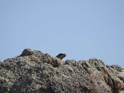 iNaturalist observation photo of Common Chuckwalla