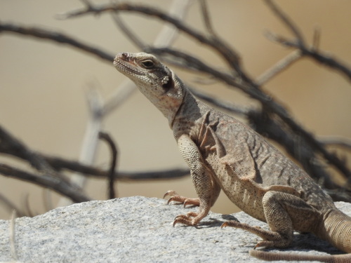 iNaturalist observation photo of Common Chuckwalla