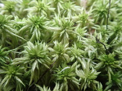 Sphagnum falcatulum