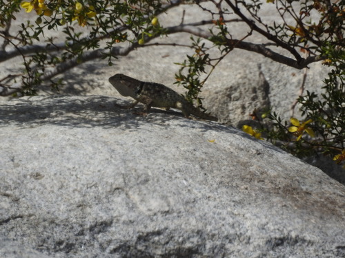 iNaturalist observation photo of Desert Spiny Lizard