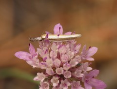 Pleurota aristella
