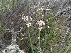 Valeriana carnosa