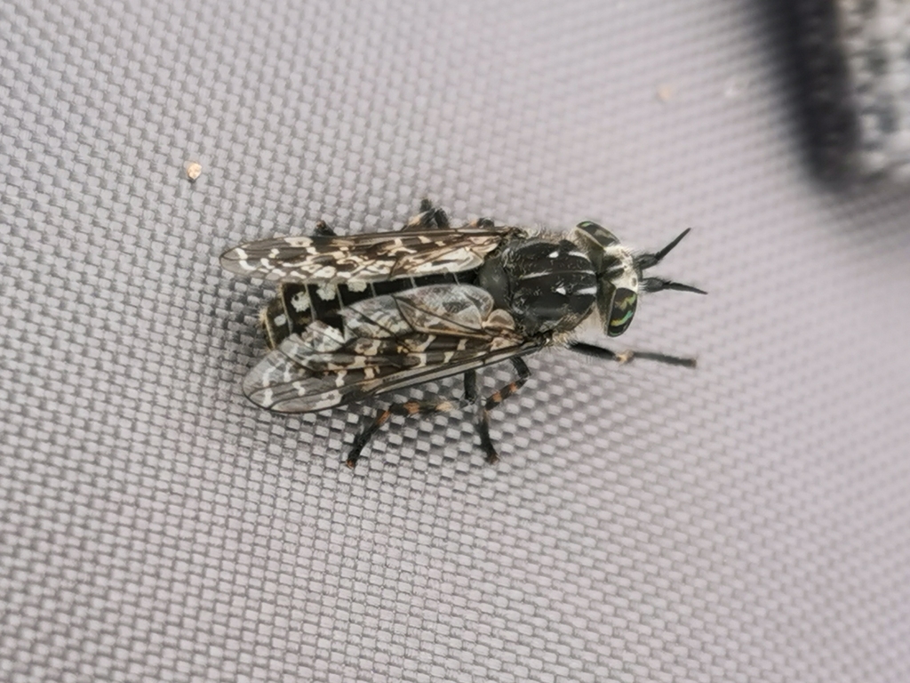 Black-horned Cleg