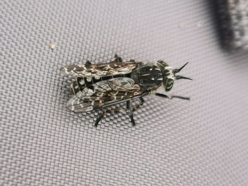 Black-horned Cleg
