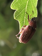 Adoretus tenuimaculatus