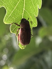 Adoretus tenuimaculatus