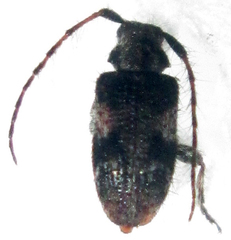 Exocentrus longipilis