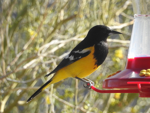 iNaturalist observation photo of Scott's Oriole