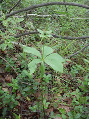 Paris verticillata