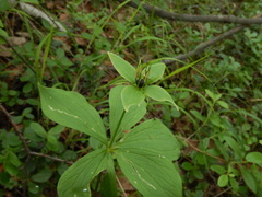 Paris verticillata