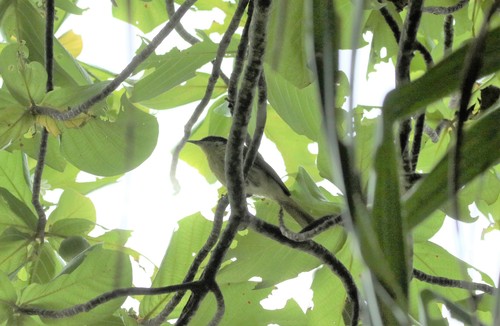 Varied Honeyeater