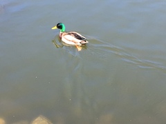 Anas platyrhynchos