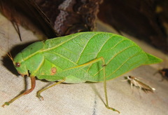 Phylloptera