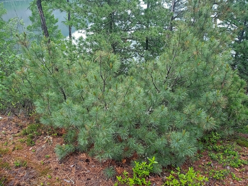 Dwarf Siberian pine (Pinus pumila)