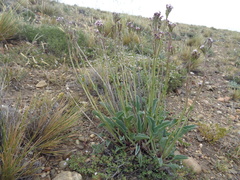 Valeriana carnosa