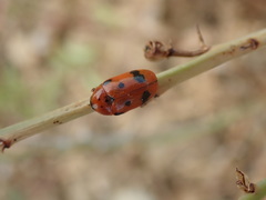 Clytra atraphaxidis